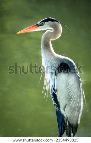 Similar – Schräger Vogel Farbfoto