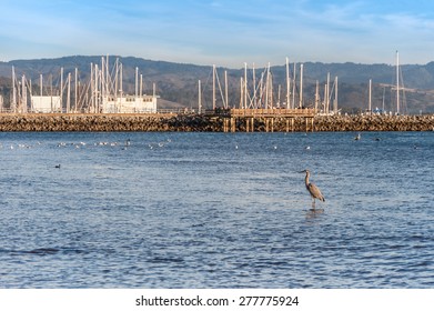 A Great Blue Heron at Half Moon Bay, California.