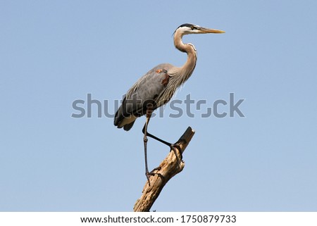 Great Blue Heron hunting for fish