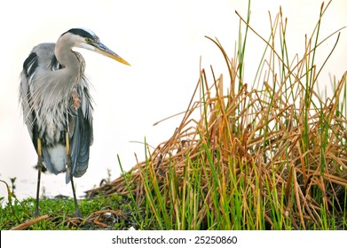 Great Blue Heron Hunting In Florida Wetland Marsh