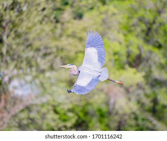 Great Blue Heron In The Lake On A Spring Afternoon In Knoxville, Tennessee