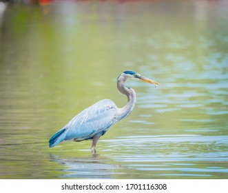 Great Blue Heron In The Lake On A Spring Afternoon In Knoxville, Tennessee