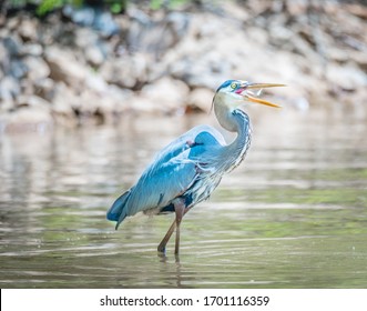 Great Blue Heron In The Lake On A Spring Afternoon In Knoxville, Tennessee