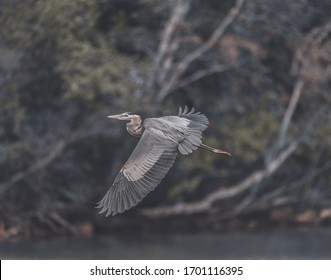 Great Blue Heron In The Lake On A Spring Afternoon In Knoxville, Tennessee