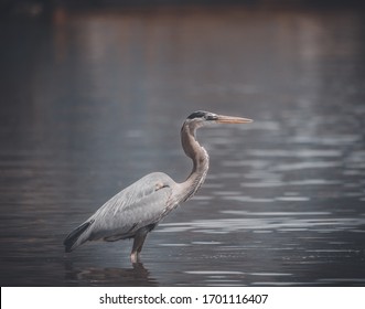 Great Blue Heron In The Lake On A Spring Afternoon In Knoxville, Tennessee