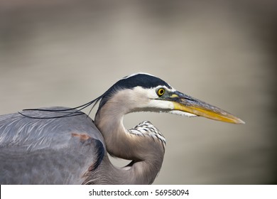 The Great Blue Heron is a large wading bird in the heron family Ardeidae, common near the shores of open water and in wetlands over most of North and Central America.