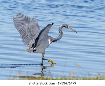 Great Blue Heron looking for food in Upper Myakka Lake in Myakka River State Park in Sarasota Florida USA