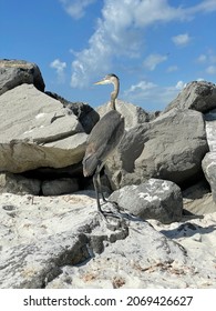 Great Blue Heron Looking Out Over Rocky Jetties On Destin Florida Beach