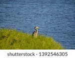 Great Blue Heron looking over Okeechobee Lake in Okeechobee County, Okeechobee, Florida USA 