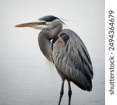 Great Blue Heron: A majestic, slate-gray sentinel of the wetlands, the Great Blue Heron stands tall, its slender neck and piercing gaze scanning the shallows for unsuspecting prey. With slow, 