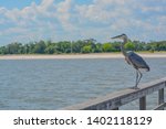 A Great Blue Heron on Jim Simpson Sr fishing pier, Harrison County, Gulfport, Mississippi, Gulf of Mexico USA