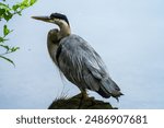 Great Blue Heron on Lake Ella