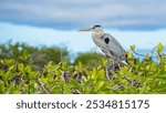 Great blue heron on a mangrove in Galapagos Islands, Ecuador