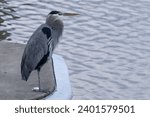 Great Blue Heron on the Pier at Port Gardner Waterfront in Everett WA
