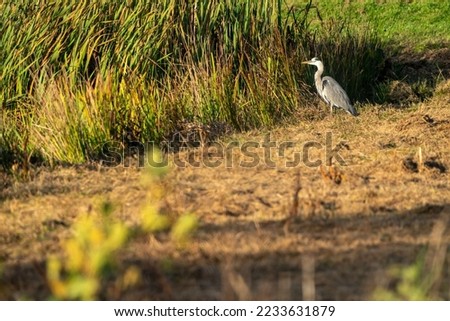 Similar – White stork in a field