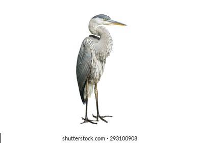 Great Blue Heron on White Background, Isolated