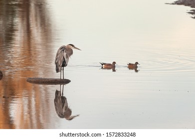 A Great Blue Heron and a pair of American Widgeons in Richmond, California.