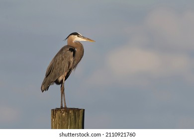 44 Birds of lake okeechobee Images, Stock Photos & Vectors | Shutterstock