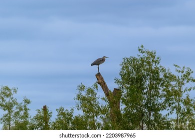 A Great Blue Heron is perched on a dead tree at Shiawassee National Wildlife Refuge, near Saginaw, Michigan. - Shutterstock ID 2203987965