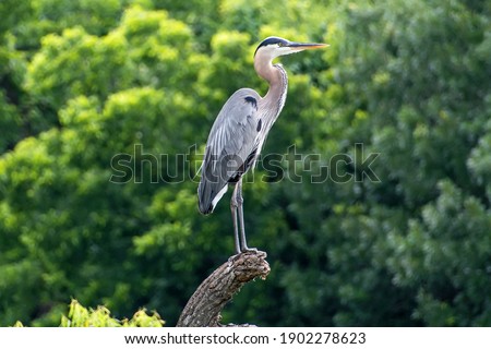 Great blue heron perching on a dead tree limb ストックフォト © 