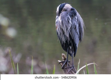 Great Blue Heron Playing Possum