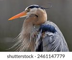 Great blue heron portrait into the swamp, Quebec, Canada