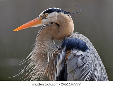 Great blue heron portrait into the swamp, Quebec, Canada - Powered by Shutterstock