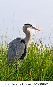 Great Blue Heron Posing In Florida Wetland At Dawn