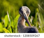 Great Blue Heron preening