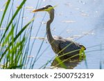 Great Blue Heron at Presque Isle State Park in Erie, Pennsylvania. 