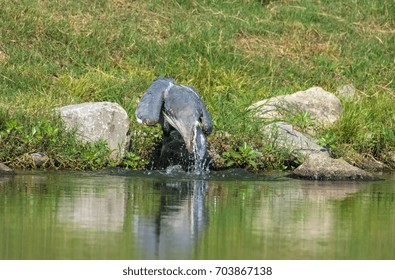 Great Blue Heron Pulling Blue Gill Fish Out Of Water