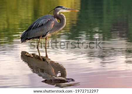 Great Blue Heron reflecting in the sunset lake