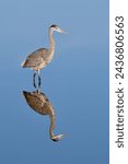 Great Blue heron reflection at Devereux Slough 