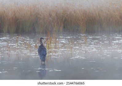 Great blue heron with reflection hunts on a morning foggy marsh in Algonquin park, Canada
