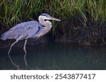  Great Blue Heron in Salt Marsh                            