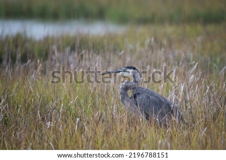 A great blue heron in the salt marsh around Galveston