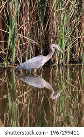 Great Blue Heron In Santa Ana River