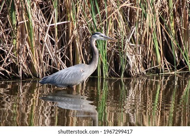 Great Blue Heron In Santa Ana River