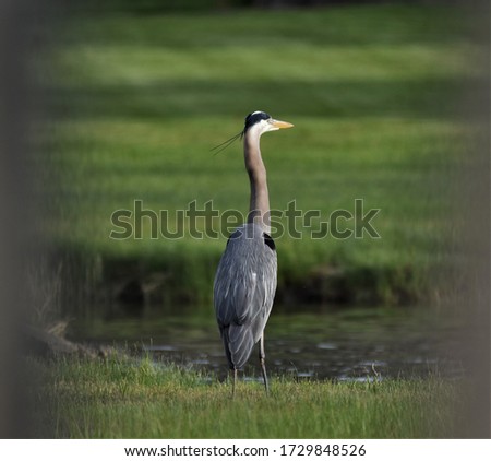 Similar – Foto Bild Reiherlei Umwelt Natur