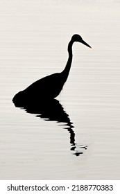 Great Blue Heron Silhouette On The Shore