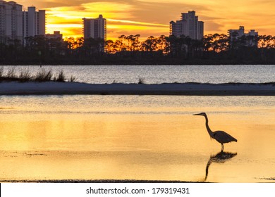 A Great Blue Heron silhouetted by golden sunset waters against Perdido Key, Florida