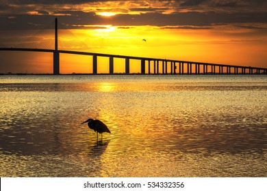 Great Blue Heron silhouetted at sunrise with the Sunshine Skyway Bridge in the background - Fort De Soto Park, St. Petersburg, Florida