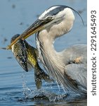 Great Blue Heron with a skewered Florida Chain Pickerel 