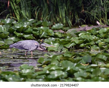 Great Blue Heron Stalking Prey