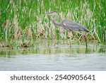 Great Blue Heron Stalking in shallow water for fish and other aquatic prey. Fort Wayne, Indiana