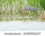 Great Blue Heron Stalking in shallow water for fish and other aquatic prey. Fort Wayne, Indiana