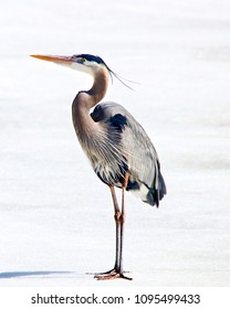 Great Blue Heron Standing Looking to its right both feet on ground