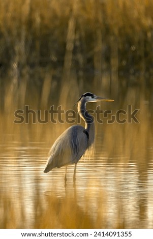 Great Blue Heron standing in a marsh on Chincoteague Island in Virginia