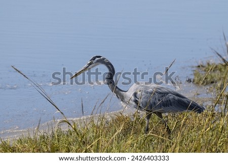 Great Blue Heron Standing in Marsh Hunting Near Water 
