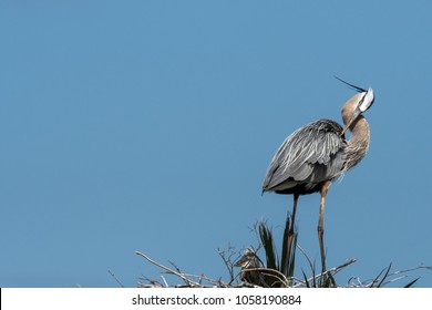 Great Blue Heron Standing In Its Nest